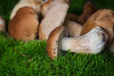 Sonbahar Ormanında Mantarlar