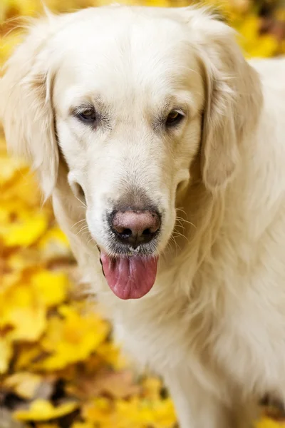 Zlatý labrador retrívr s vyčnívajícím jazykem je v podzimní pa — Stock fotografie