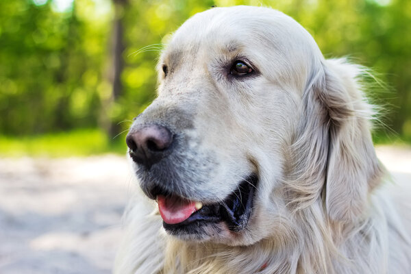 portrait of golden retriever dog at the park in summer