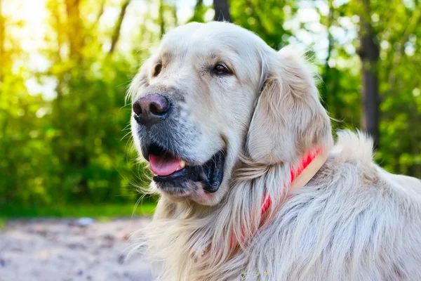 Portrait of golden retriever dog at the park in summer — Stock Photo, Image