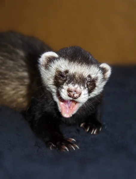 Grappige ferret is geeuwen — Stockfoto