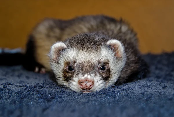 Schattig ferret camera kijken — Stockfoto