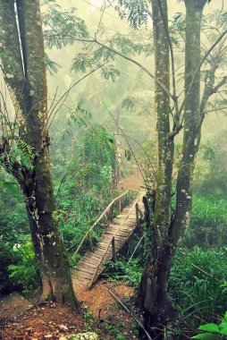 avuç içi ve sabah sis Bridge'de