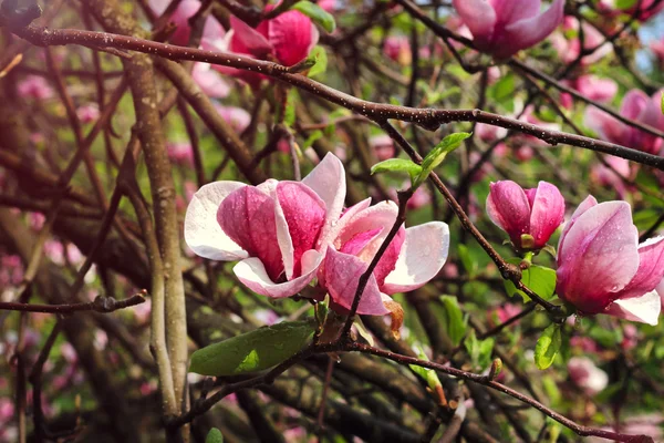 Magnolia tree blossom on spring — Stock Photo, Image