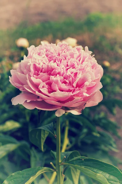 Närbild på en rosa blommande pion i trädgården — Stockfoto