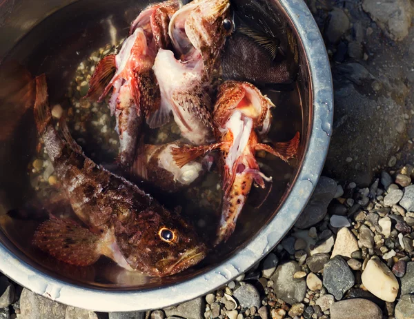 Fresh fish caught — Stock Photo, Image