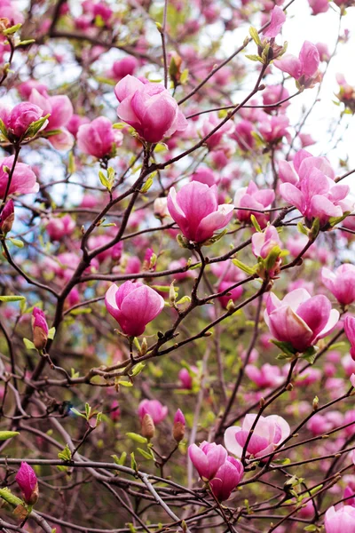 Magnolia δέντρο λουλούδια — Φωτογραφία Αρχείου