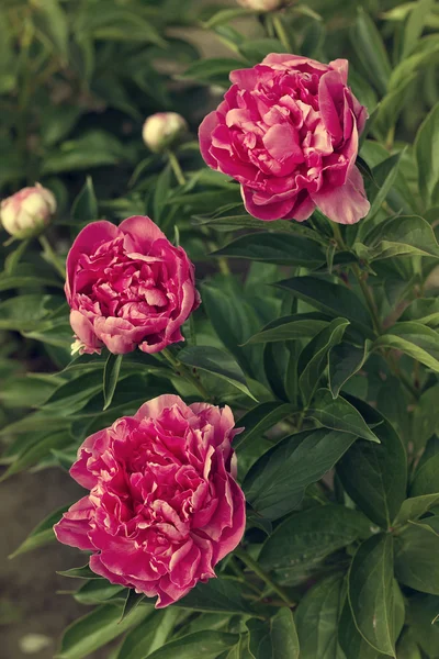 Три темно-рожевих півонії в саду, вінтажне тонування — стокове фото