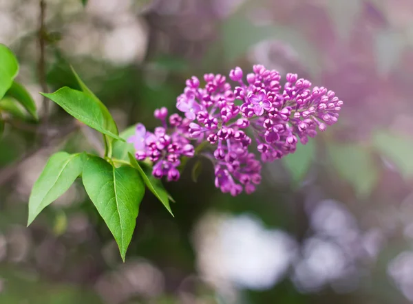Branch of blooming lilac — Stock Photo, Image