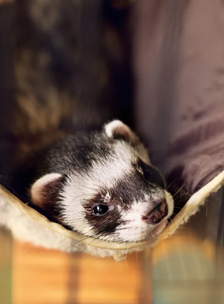 Ferret lying on its hammock — Stock Photo, Image