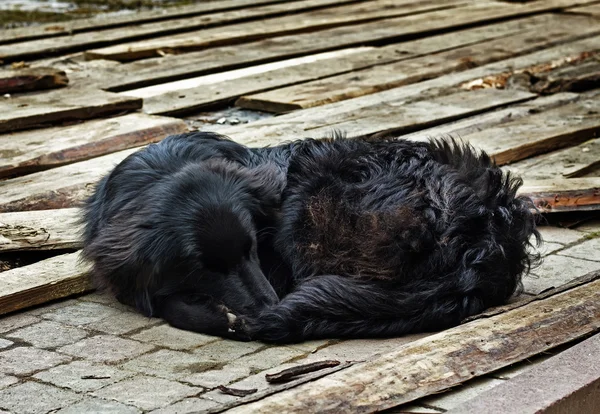 Tråkigt svart hund handpåläggning utomhus — Stockfoto