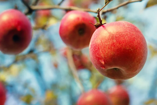 Ripe apples on the tree — Stock Photo, Image