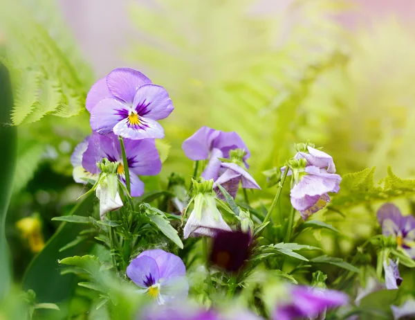 Flowerbed of viola tricolor or kiss-me-quick (heart-ease flowers — Stock Photo, Image