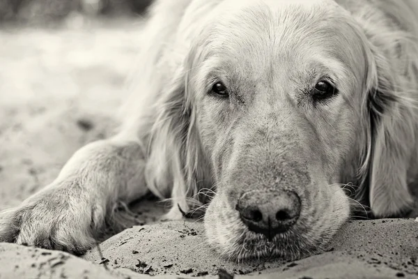 Golden retriever köpek portresini yakın çekim — Stok fotoğraf