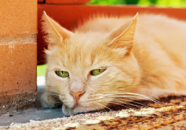 Nahaufnahme Porträt der traurigen Ingwerkatze im Freien — Stockfoto