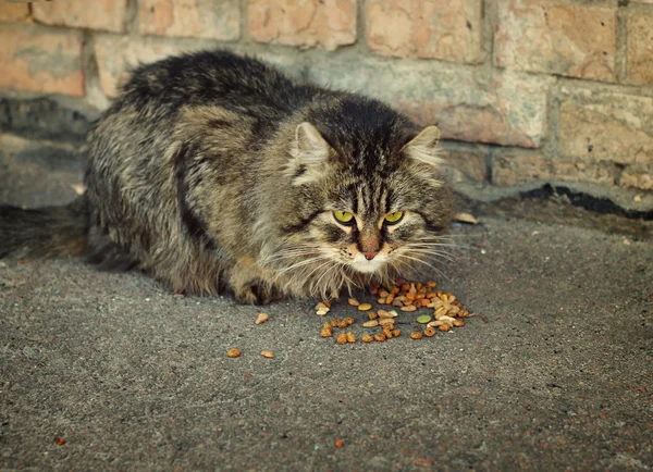 国内的猫吃干粮 — 图库照片