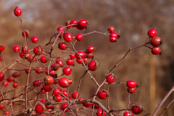 Dogrose in the garden — Stock Photo, Image