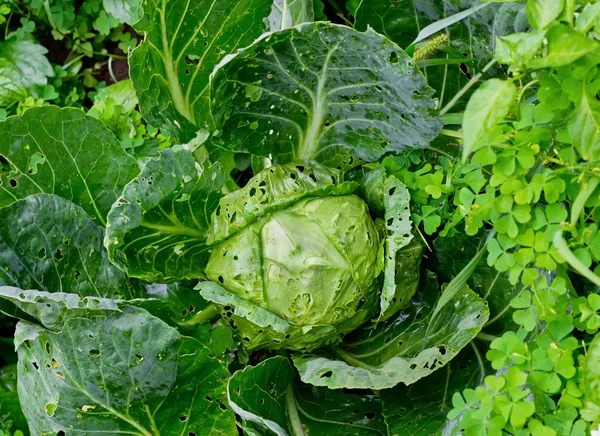 Cabbage in the garden — Stock Photo, Image