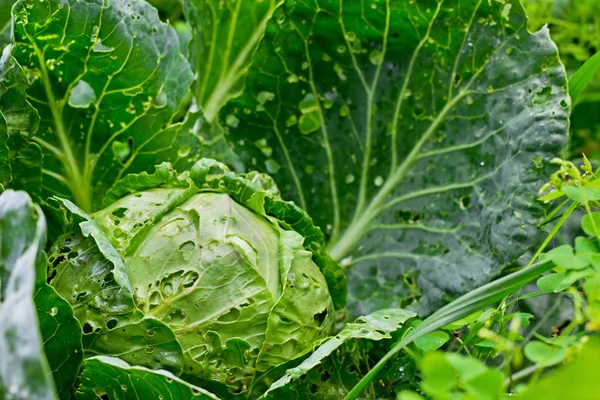 Cabbage in the garden — Stock Photo, Image