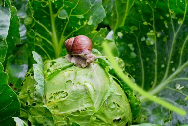 Snail is sitting on cabbage in the garden clipart