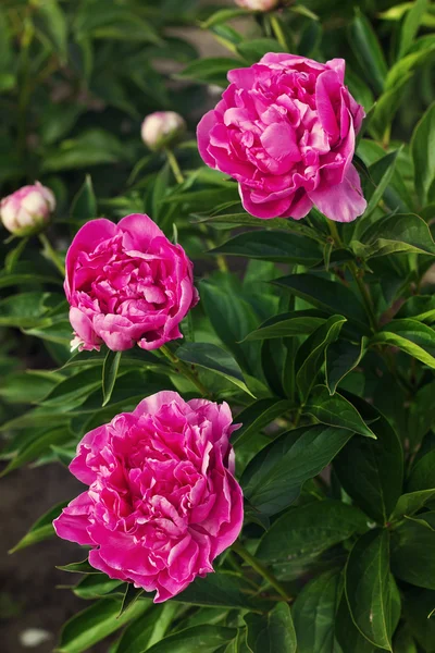 Three dark pink peonies in the garden — Stock Photo, Image