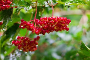 Red Berries of Viburnum (Guelder rose) in garden clipart