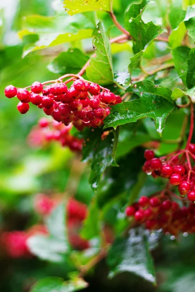 Red Berries of Viburnum (Guelder rose) in garden — Stock Photo, Image