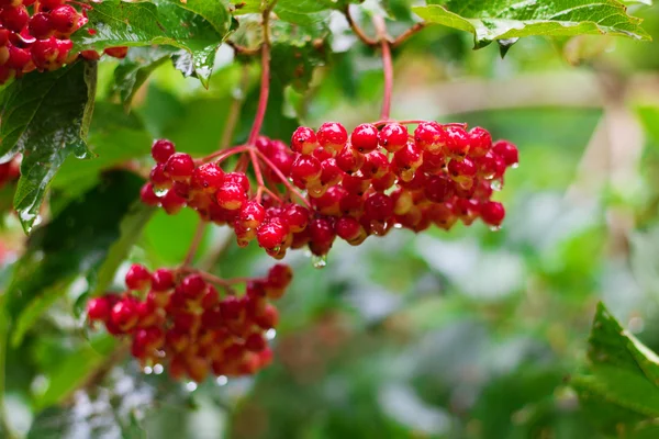 Piros bogyós gyümölcsök a labdarózsa (guelder Rózsa), kert — Stock Fotó