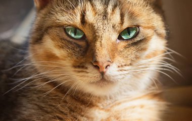 Güzel yerli kedi için kamera seyir portresi kapatın