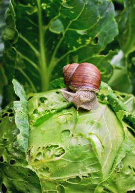 Snail is sitting on cabbage in the garden clipart