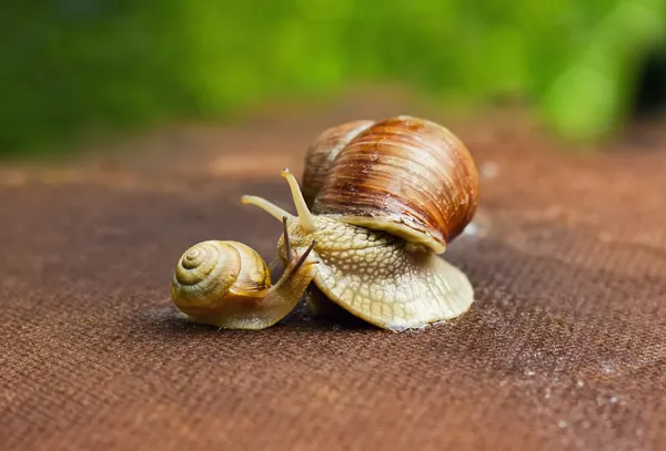 Garden snail (Helix aspersa) with its baby — Stock Photo, Image