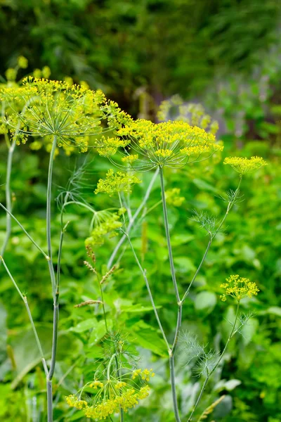 Flowers of green dill arter rain Stock Picture