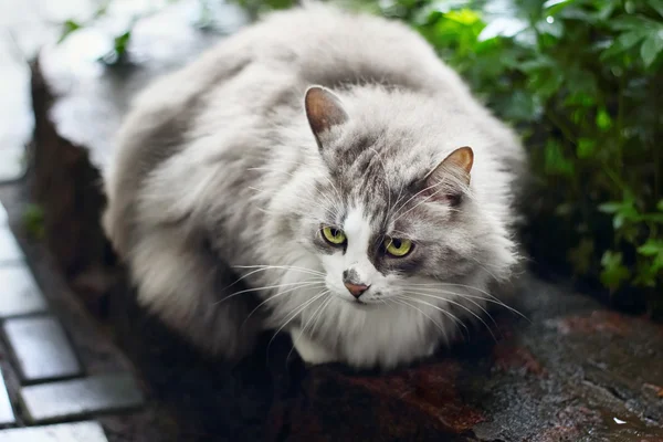 Portrait of fluffy gray cat outdoors — Stock Photo, Image