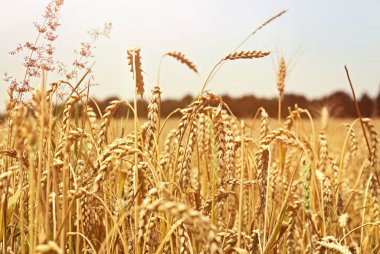 altın buğday alanı