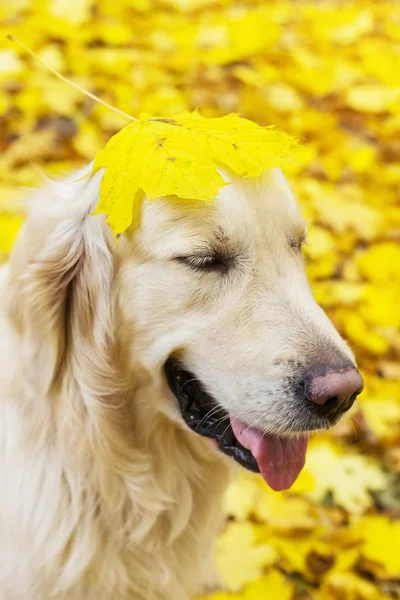 Funny portrait of golden labrador retriever in autumn park — Stock Photo, Image