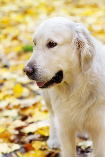Portrait of golden labrador retriever in autumn — Stock Photo, Image