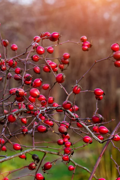 Dogrose in the garden — Stock Photo, Image