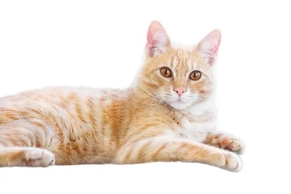 Cute Red Cat Laying Looking Camera Isolated White Background — Stock Photo, Image