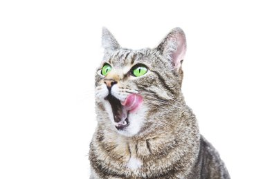 Açık havada yeşil gözlü kedi yalama portresi. Beyaz arkaplanda izole.