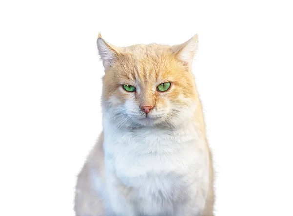Krásná Zrzavá Kočka Dívá Kameru Venku Zblízka Portrét Izolováno Bílém — Stock fotografie