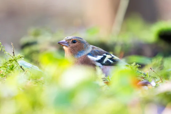 Finch yeme — Stok fotoğraf