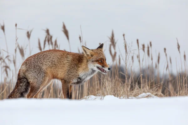 Fox in environment — Stock Photo, Image