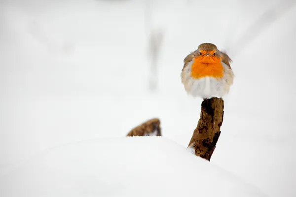 Robin on a branch — Stock Photo, Image