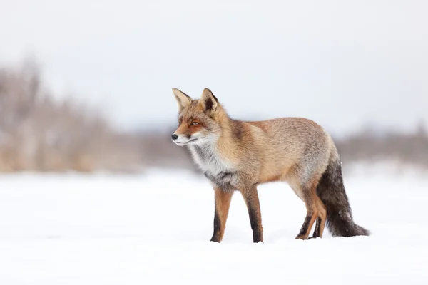 Fox in environment — Stock Photo, Image