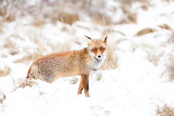 Fox in environment — Stock Photo, Image