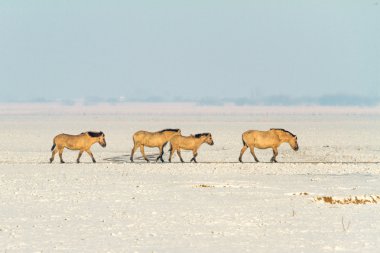 konikhorses nederland peyzaj üzerinde