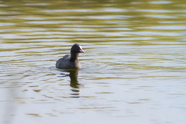 Coot swims in the water of the river — Stock Photo, Image