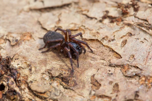 Araña en un tronco —  Fotos de Stock