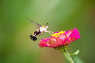 Macroglossum stellatarum