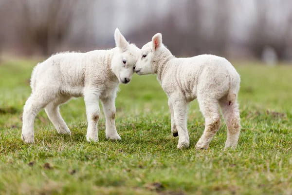 Baby Animals Stock Photos Royalty Free Images Depositphotos Baby Animals Stock Photos Royalty Free Images Depositphotos